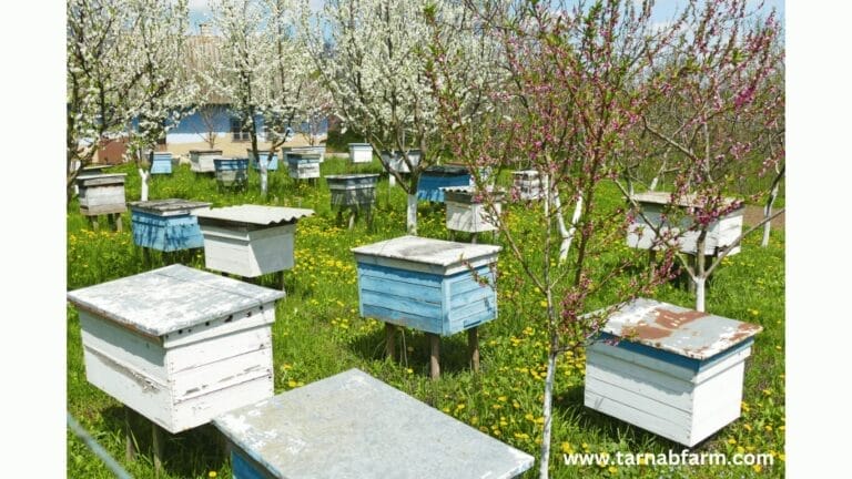 HONEY MARKET IN PAKISTAN