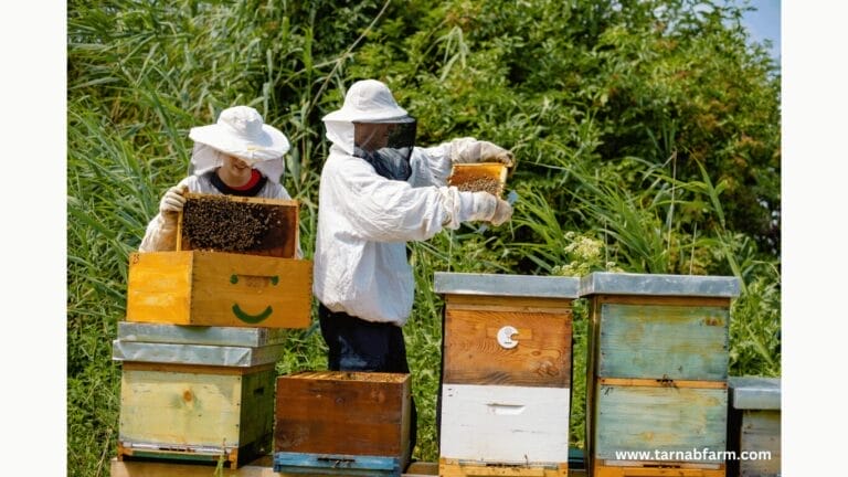 BUSINESS OF BEEKEEPING