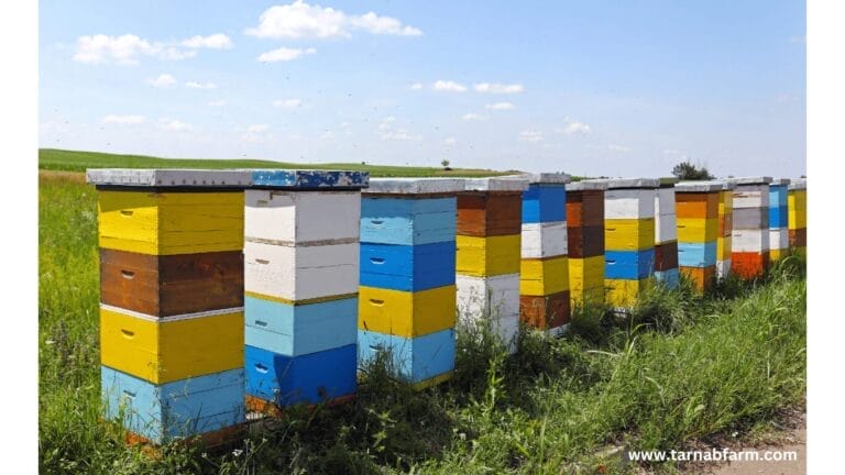 HONEY WHOLESALE MARKET IN ISLAMABAD