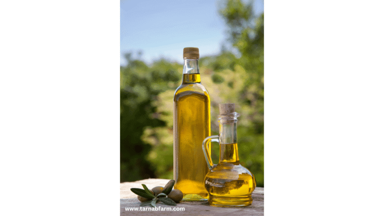 OLIVE OIL FOR MASSAGE